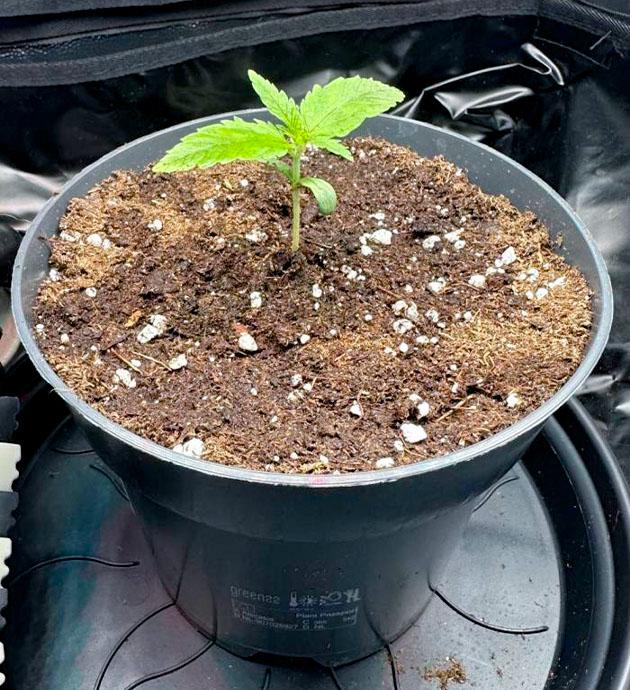 Пересадка в горшок и полив конопли Росток Mimosa Evo на 2 неделе выращивания