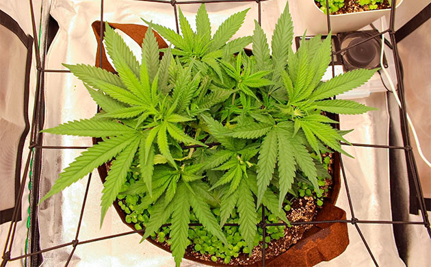 Выращивание сорта конопли Sugar Bomb Punch Стимуляция роста куста Sugar Bomb Punch