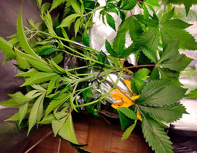 Техника LST конопли 4 неделя выращивания Strawberry Amnesia