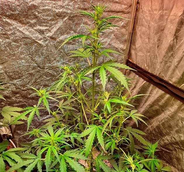 Стимуляция цветения сорта Johnny Cage Auto Подготовка куста Johnny Cage Auto к цветению