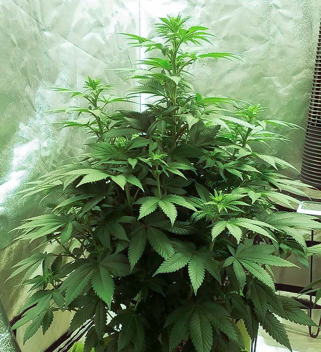 выращивание Pineapple Chunk Pineapple Chunk на цветении