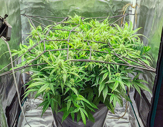 Появление аромата на 8 неделе Куст конопли высотой 40 см