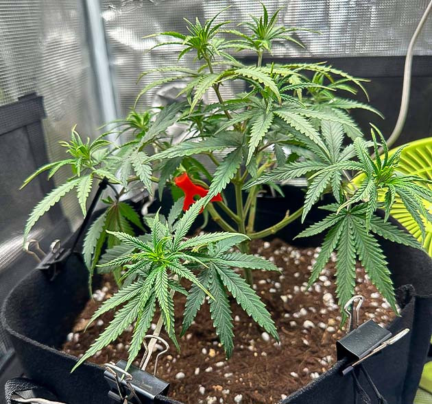 Дефолиация конопли Куст Candy Store RBX на 8 неделе выращивания