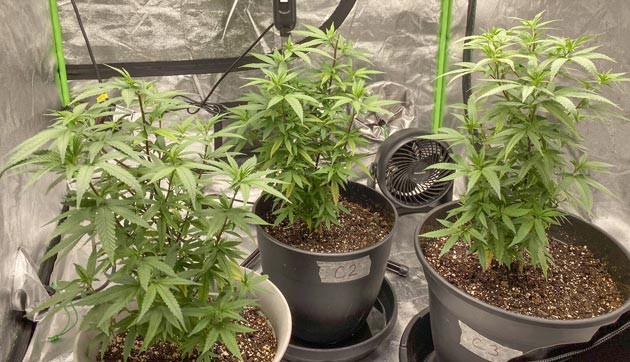 Здоровье и рост Blueberry Muffin Blueberry Muffin: начало цветения