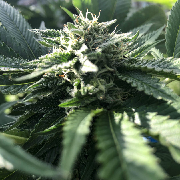 Появление трихом Шишка на 20 неделе