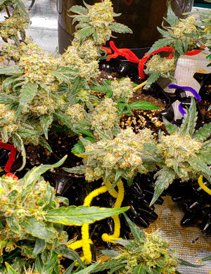 Cookies Auto на финальной стадии Большие шишки на 9 неделе