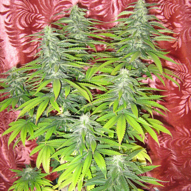 Удобрение куста конопли Куст каннабиса с развивающимися шишками