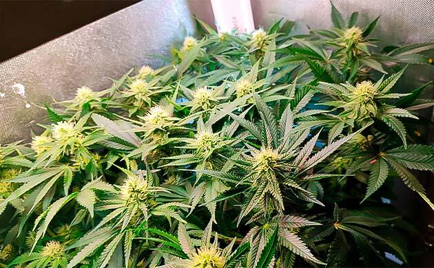 Куст Gorilla Zkittlez на фазе цветения