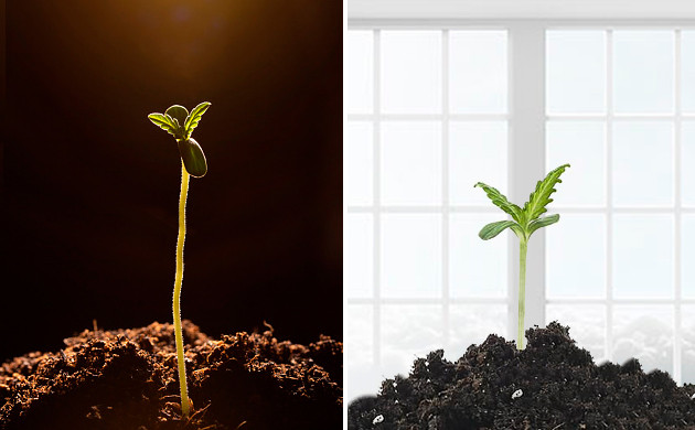 Освещение для рассады Неправильное освещение для рассады