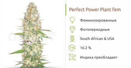 Сорт конопли Perfect Power Plant Perfect Power Plant fem (Bulk Seed Bank)