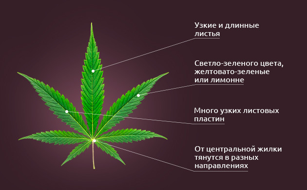 Длинные узкие листья Сативы Листья сортов Сативы