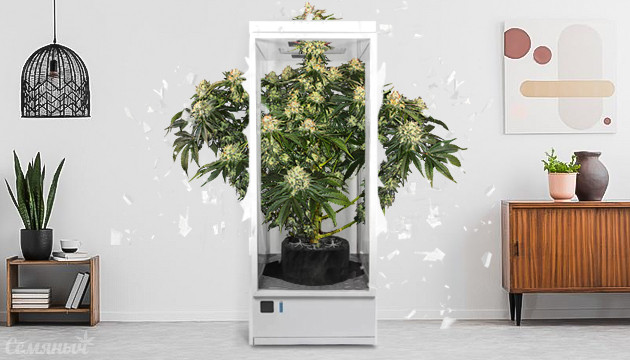 Автоцветы с высокой урожайностью Урожайные автоцветущие сорта