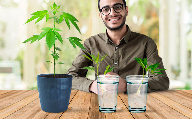 Материнское растение и его клоны Срезанные побеги от материнсокго растения