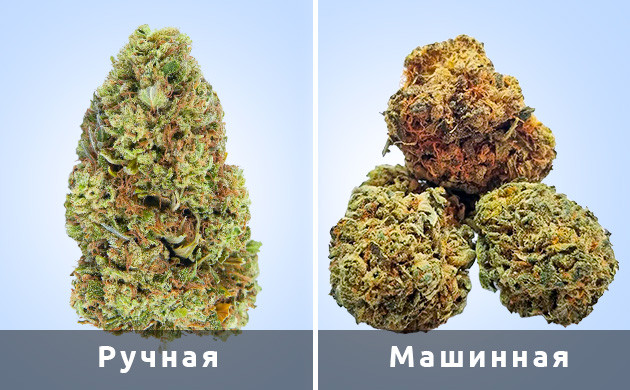 Как была обрезана марихуана Как была обрезана марихуана