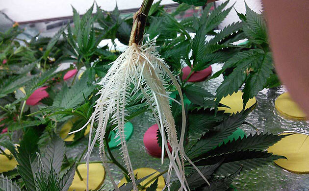 Здоровые корни каннабиса Корни конопли белого цвета