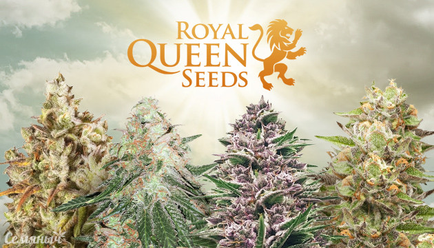 Подборка сортов марихуаны от Royal Queen Seeds Лучшие сорта конопли от Royal Queen Seeds