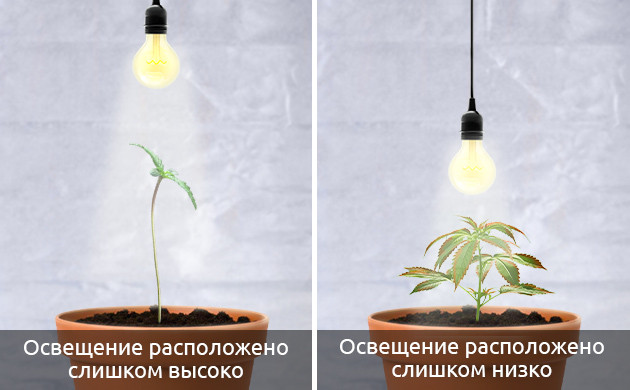 Оценка качества освещения Качество освещения ростков каннабиса