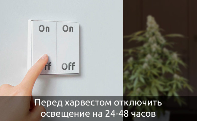 Увеличение количества трихом за счет снижения освещенности во время цветения каннабиса Увеличение количества трихом за счет минимизации недостатка света во время цветения каннабиса