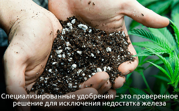 Устранение дефицита железа у конопли Удобрения для конопли при нехватке железа