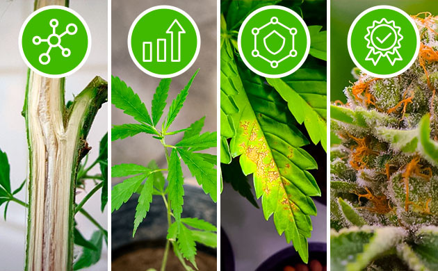 Рост каннабиса с ризобактериями Польза ризобактерий для растений