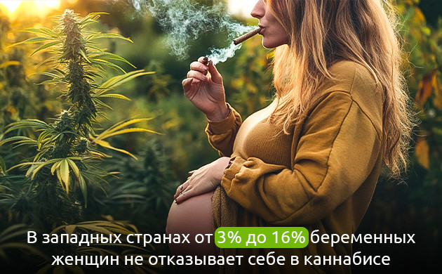 Каннабис во время беременности Использование каннабиса беременными женщинами