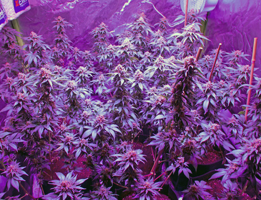 9 кустов White Widow перед харвестом Созревшие кусты White Widow