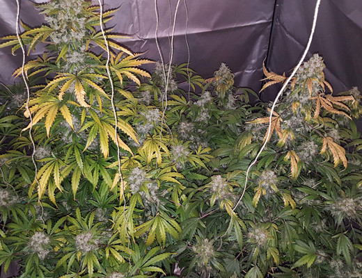 Промывка марихуаны на 10 неделе выращивания 10 неделя выращивания марихуаны