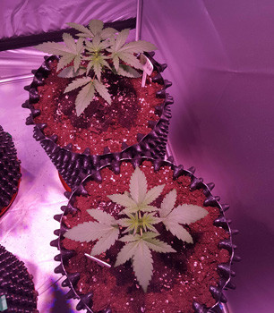 Стадия вегетации 2 растения Auto White Widow