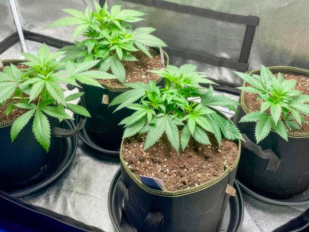 Кусты The White Fire OG от Seedkeepers на 4 неделе