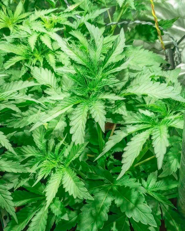 Кусты NUGGZ R1 от ETHOS Genetics на 4 неделе