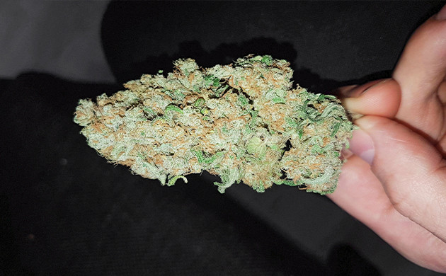 Сухая шишка Сбор урожая