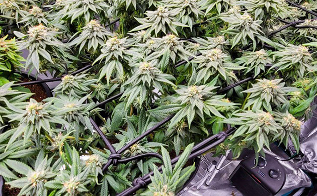 Активная фаза цветения на 14 неделе Бутоны на 13 неделе