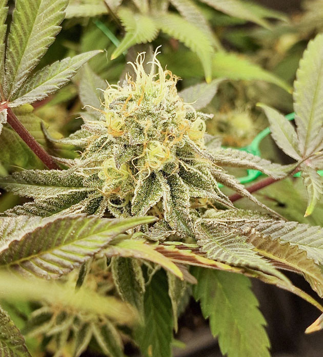 Синеватая окраска у Poddy Mouth Желтеющие листья и харвест Poddy Mouth