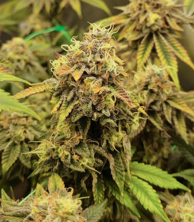 Прозрачные трихомы у Poddy Mouth Уменьшение мощности панелей Poddy Mouth