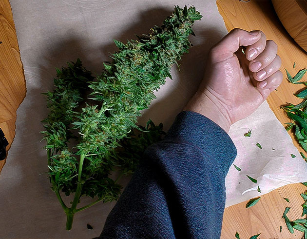 Сбор урожая конопли Сравнение одной колы с рукой