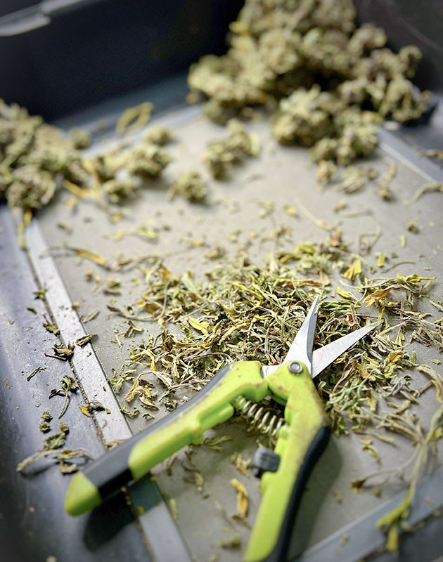 Сушка урожая Medusa F1 Auto Medusa F1 Auto: сушка и подготовка к использованию