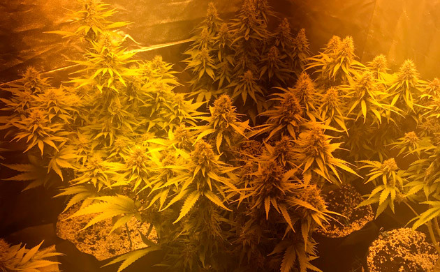 Промывка конопли перед харвестом Почти молочные трихомы