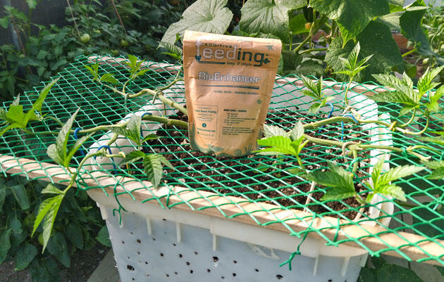 Уход за каннабисом после топпинга Каннабис с большим количеством побегов в теплице