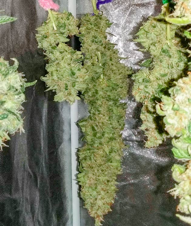 Сбор урожая и впечатления гровера Харвест