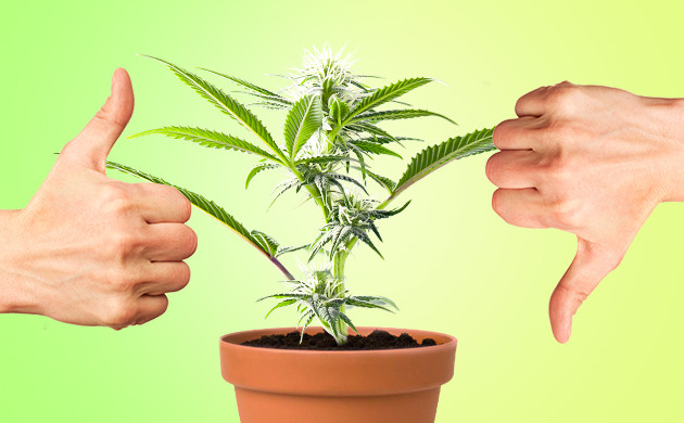 Противоречивые советы Правильные и неправильные советы по выращиванию