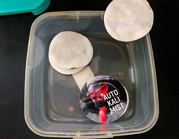 Этап проращивания семени Замачивание семени в ватных дисках