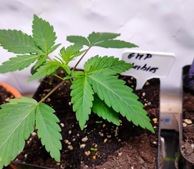 Третий узел листьев на третьей неделе Росток ростом 10 см