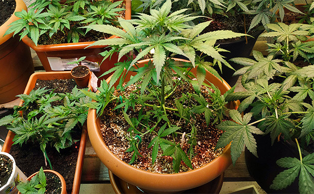 Дефолиация куста конопли на 4 неделе Удаление листьев куста