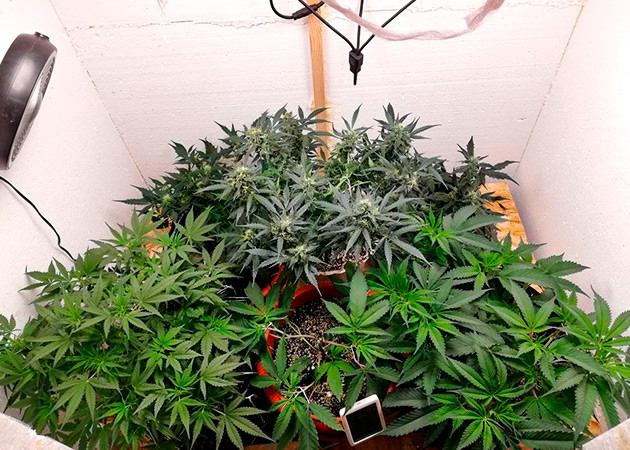 Подготовка куста Alpha 21 к цветению Тренировка растения Alpha 21