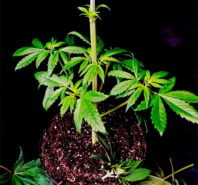 Подготовка куста Sweet Cherry Pie к цветению Тренировка растения Sweet Cherry Pie