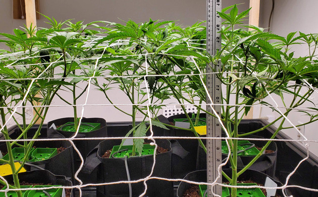 Тренировка растений Натяжка сетки ScrOG