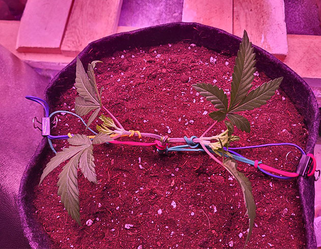 Пересадка растишки Растишка Jungle Breath от 7CH American на 4 неделе