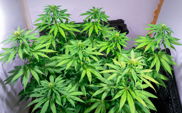 Ветви с бутонами