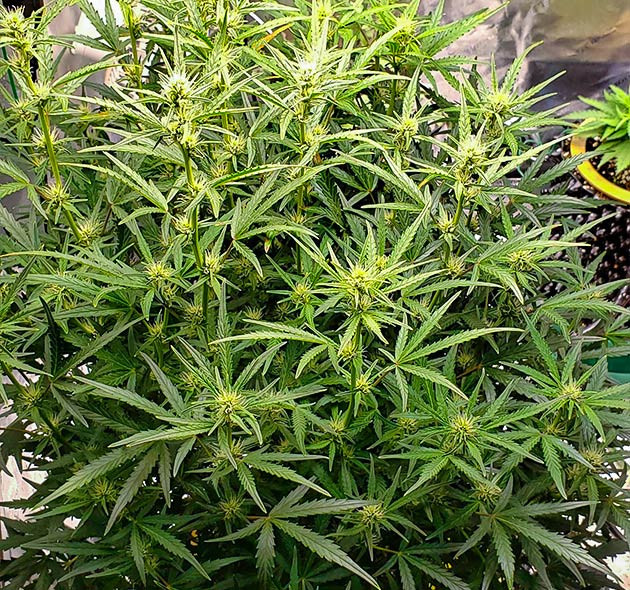 Густой и пышный куст на стадии цветения Куст выросший до 92 см