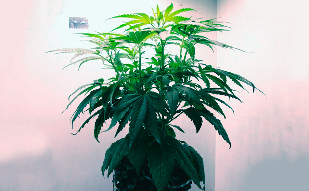 Световой режим 12/12 Вытянувшийся в рост куст